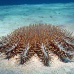 Crown-of-Thorns Starfish