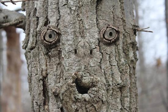 Tree showing pareidolia